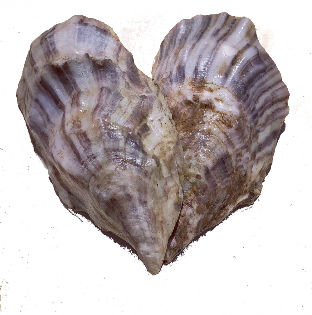 Aphrodite Oyster Shell