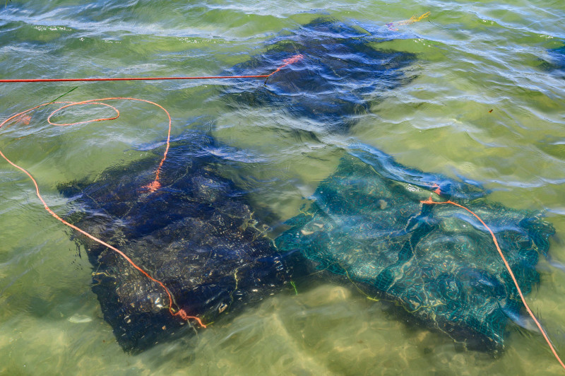 Chebeague Island Maine Oysters Casco Bay Maine Oysters Maine Oyster Company