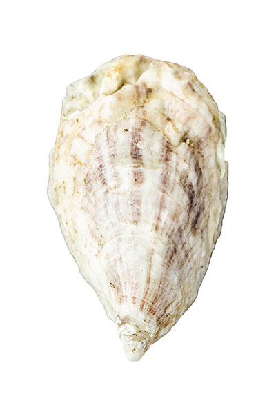 Ferda Farms Oyster Shell