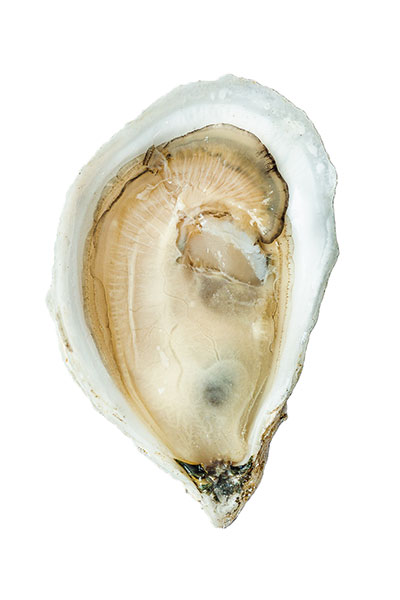 Brinestones Oyster Meat
