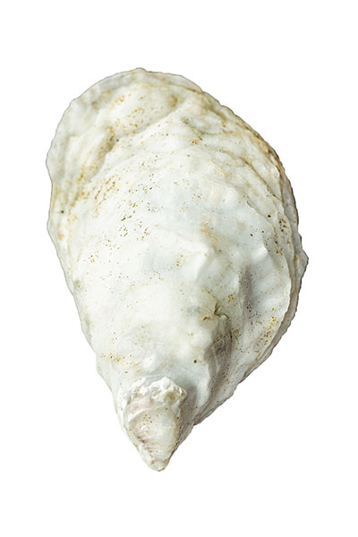 Brinestones Oyster Shell
