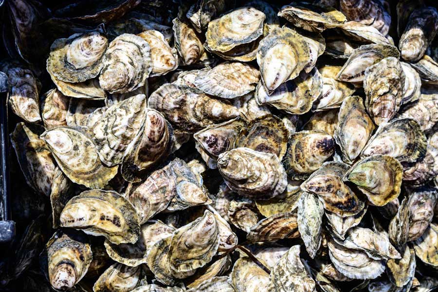 Bulk Oysters From Maine Fresh Maine Oysters Shipped Overnight Maine