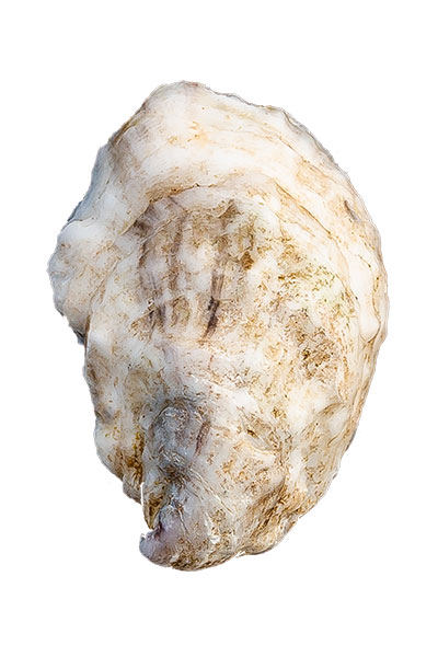 Cape Smalls Oyster Shell