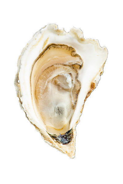 Dingley Cove Oyster Meat