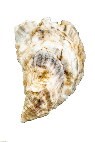 Dingley Cove Oyster Shell