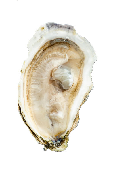 Eider Cove Oyster Meat