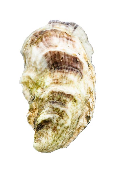 Eider Cove Oyster Shell