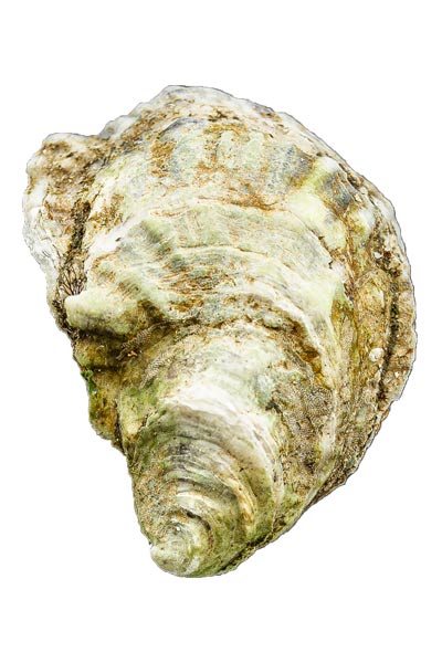 Flying Point Oyster Shell