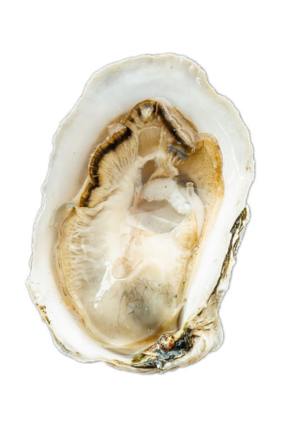 Getchell's Ledge Oyster Shell
