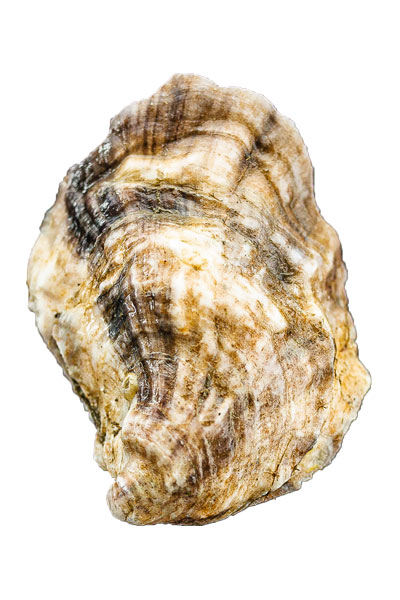 Getchell's Ledge Oyster Meat