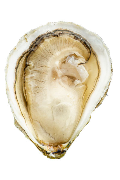 Iron Island Oyster Meat