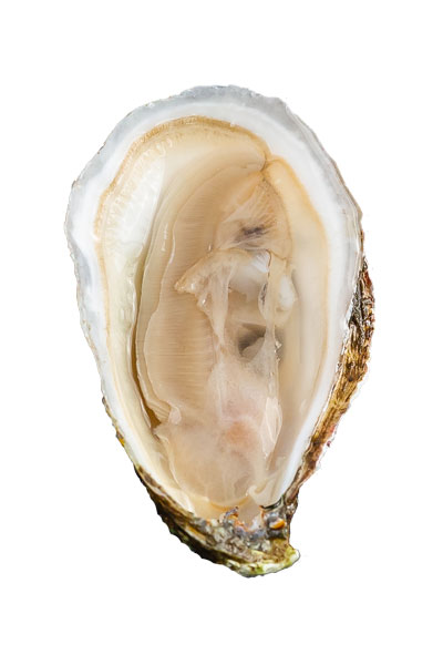 Johns River Oyster Meat