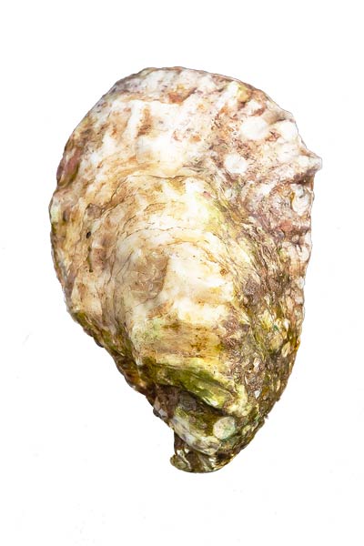 Johns River Oyster Shell