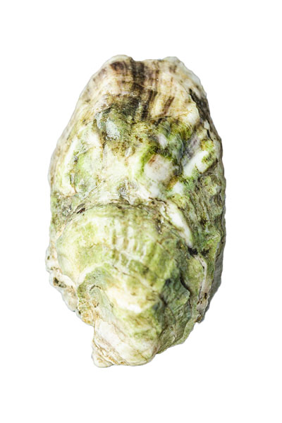Lanes Island Oyster Shell