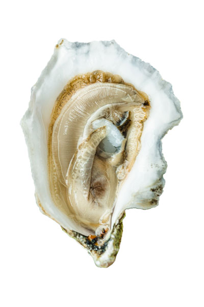 MDI's Oyster Meat