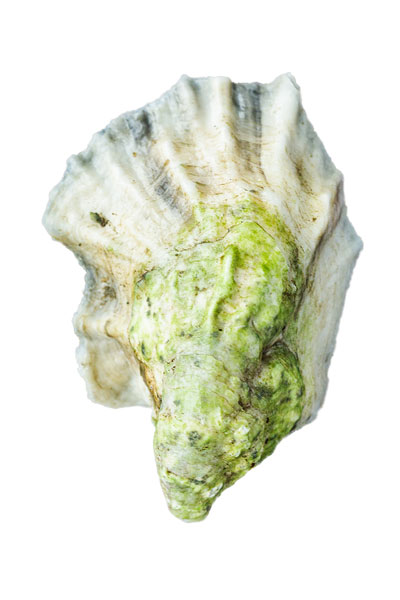 MDI's Oyster Shell