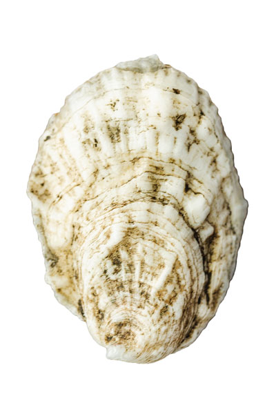 Madeleine Point Oyster Shell