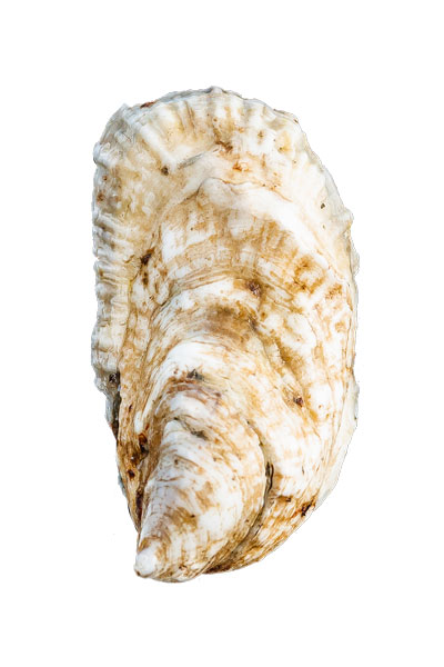 Mere Point Oyster Shell