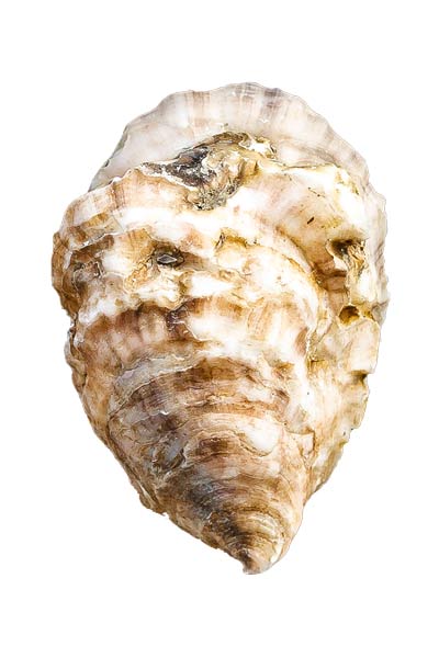 Moondancer Oyster Shell