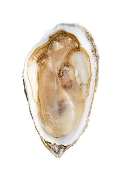 Nonesuch Oyster Meat