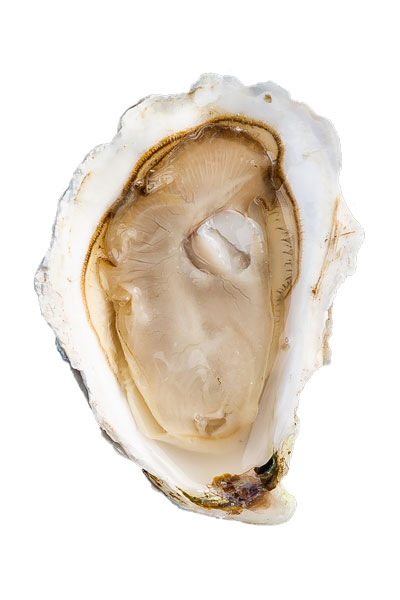 Pine Point Oyster Meat