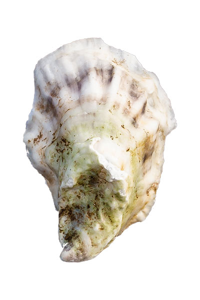 Pine Point Oyster Shell