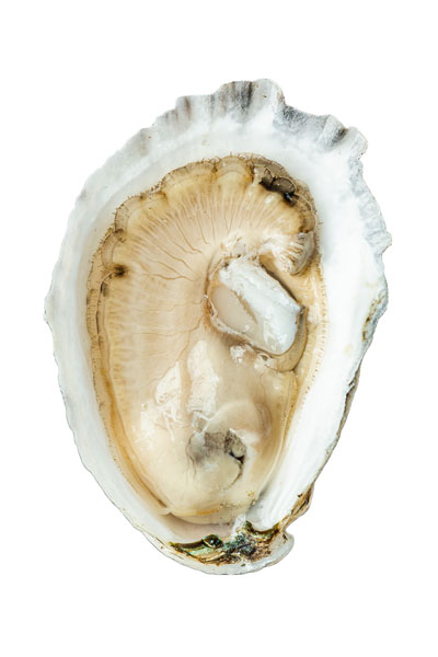 Snow Island Oyster Meat