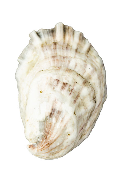 Snow Island Oyster Shell
