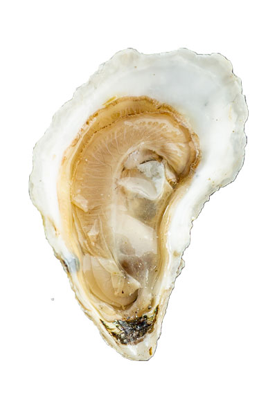 Weskeag River Oyster Meat