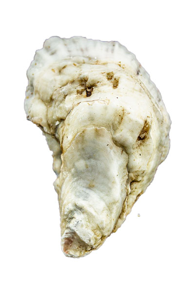 Weskeag River Oyster Shell