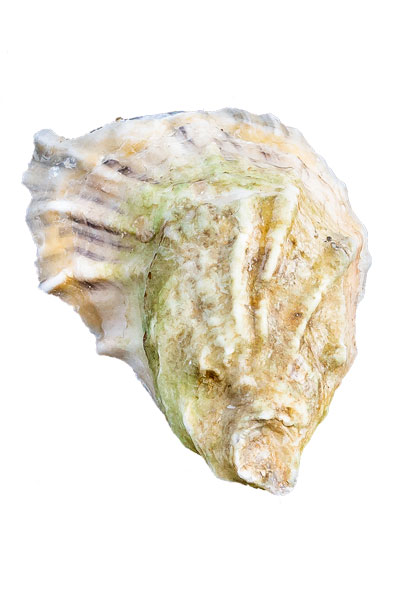 Wilds Oyster Shell