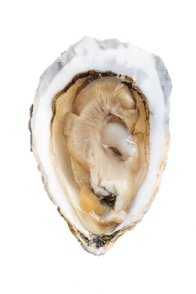 Wolfe Neck Oyster Meat