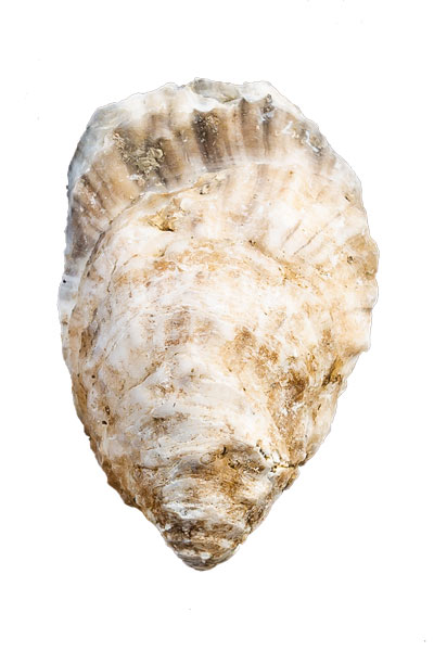 Wolfe Neck Oyster Shell
