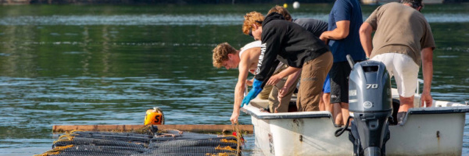 Maine Oysters For Sale Online - Fresh Raw Maine Oysters Shipped