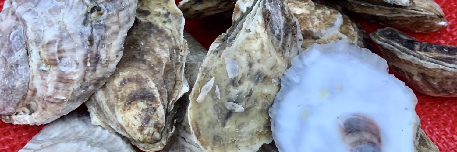 Christmas Oysters from Maine Shipped Overnight