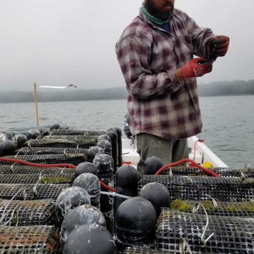 Georges River oyster farm