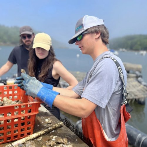 Maine Oyster Farm Tours