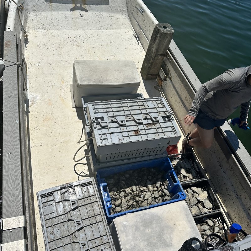 That's a lotta Bivalves!!