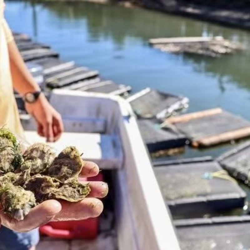 Farmer of Cora Cressy Oysters 