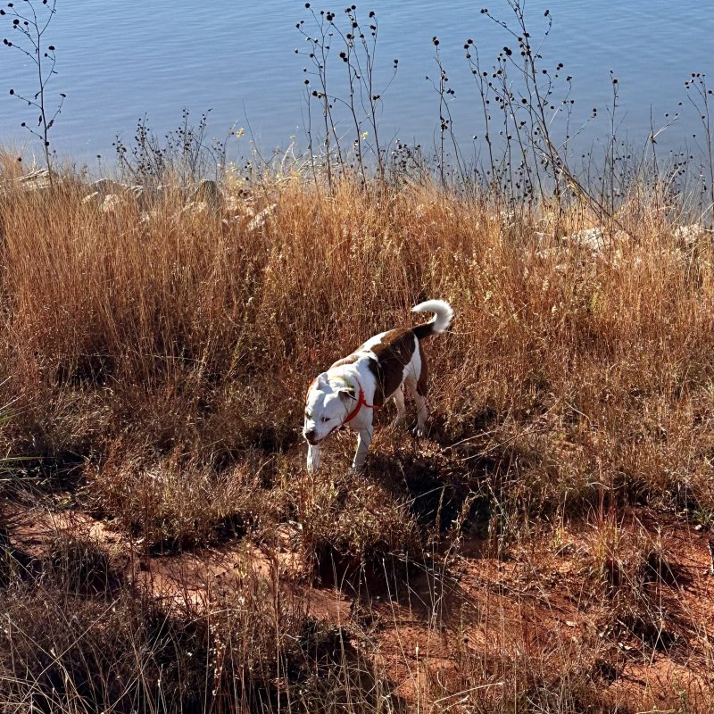 This place is great.. Moo agrees!