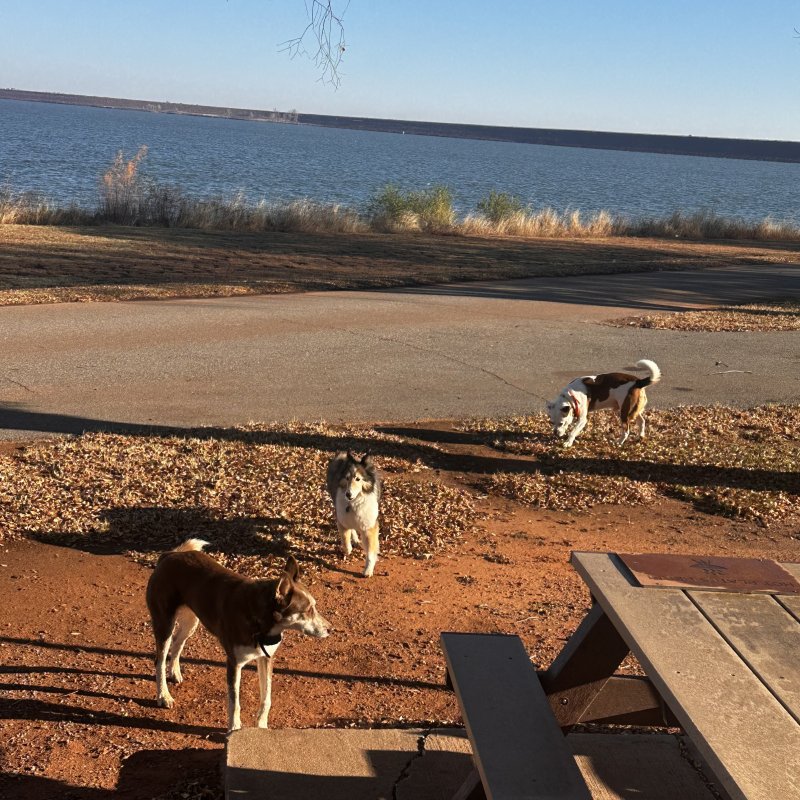 Moo found some friends!!!