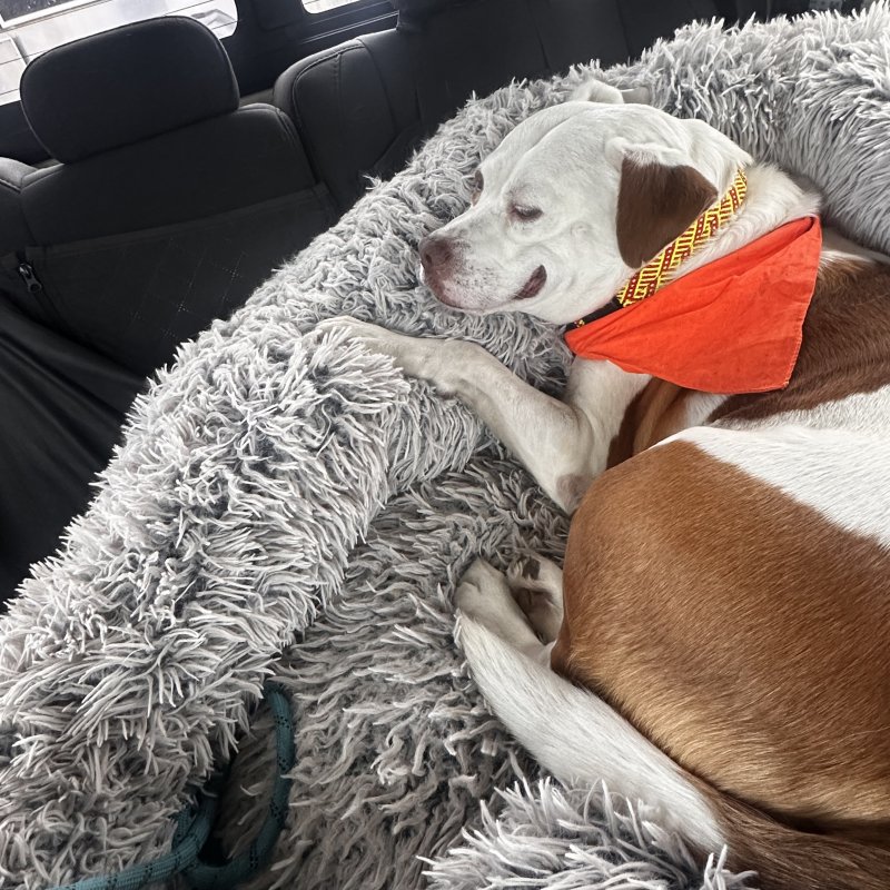 Moo is taking it well!