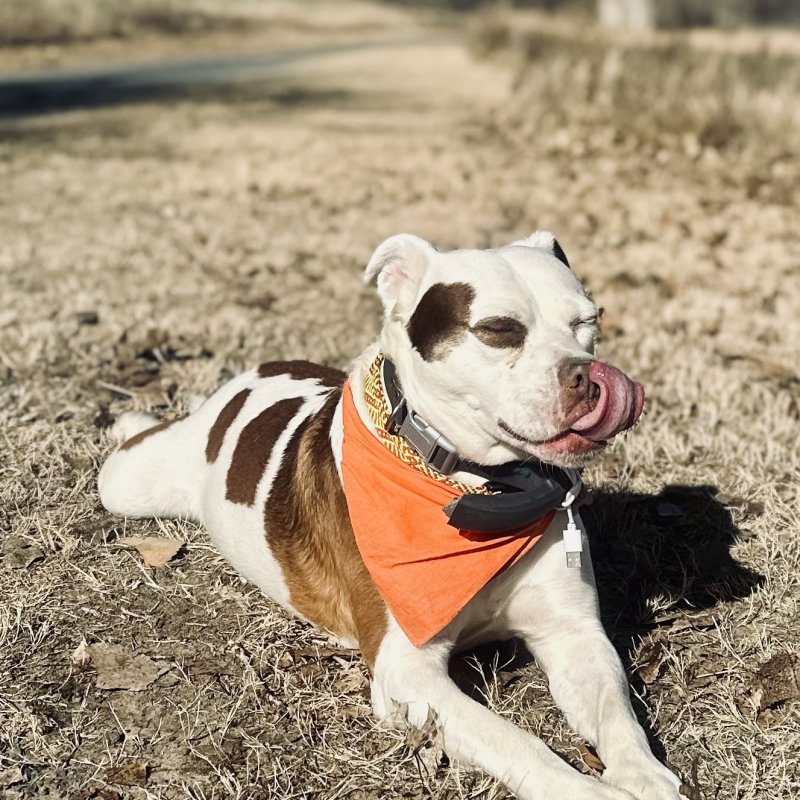 Just a good photo day for Moo