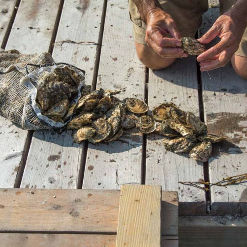 Where to Buy Oysters Online for Home Delivery or Local Pick-Up — In A Half  Shell