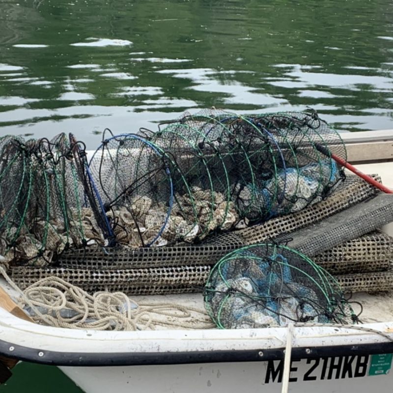 Lantern nets full of shell