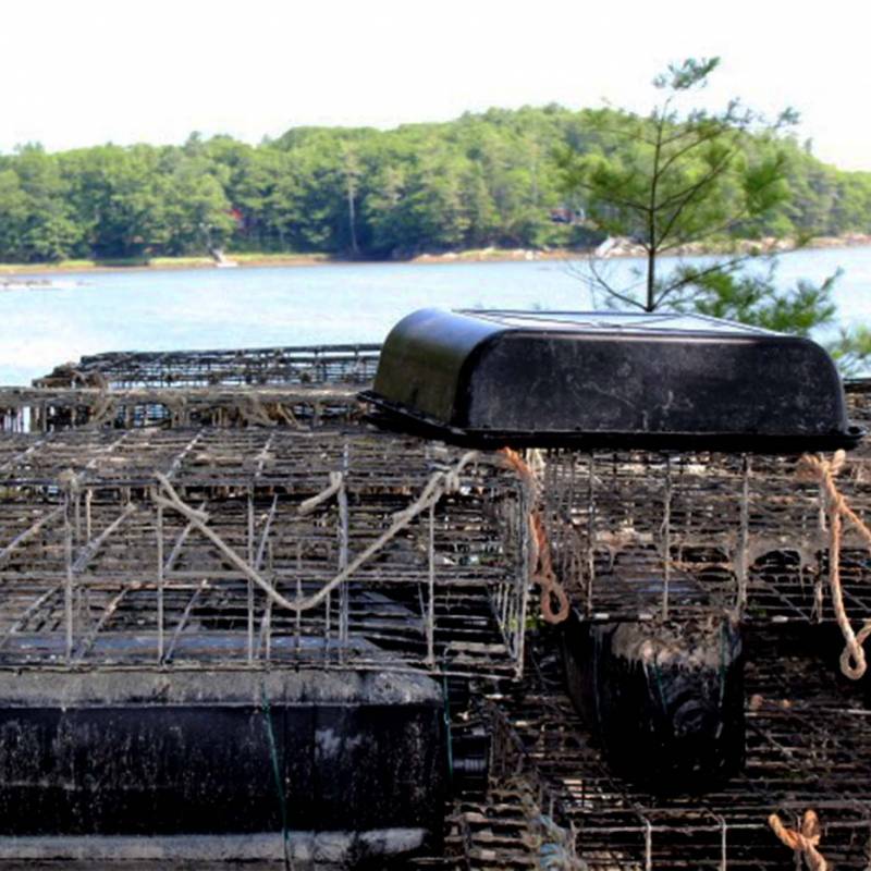 Oyster Cages Out of Water
