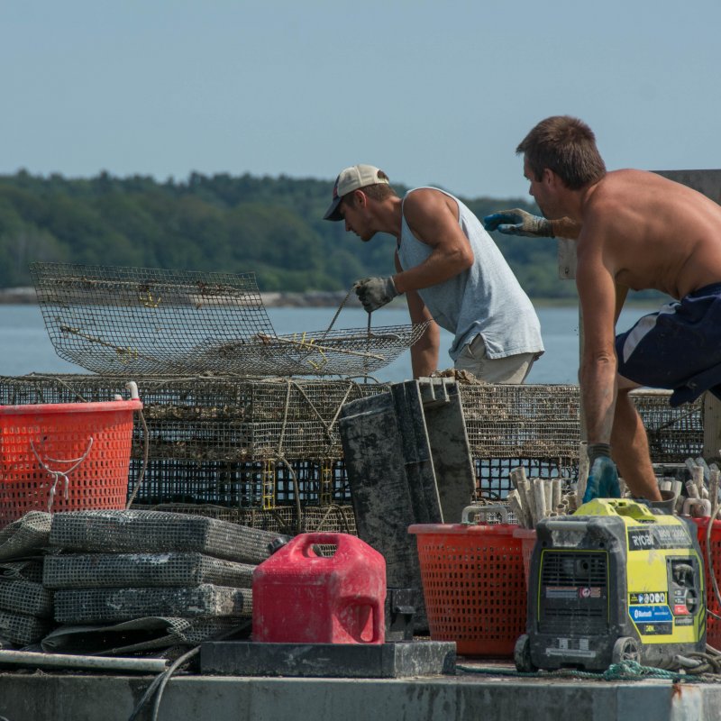 Maine Oysters from Casco Bay