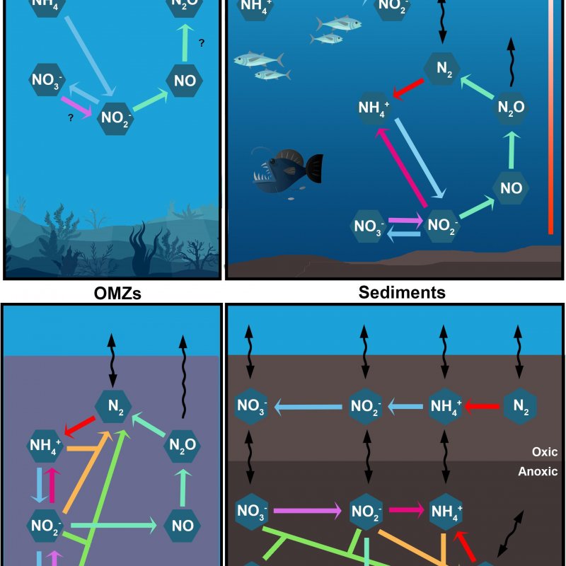 Nitrogen Cycle