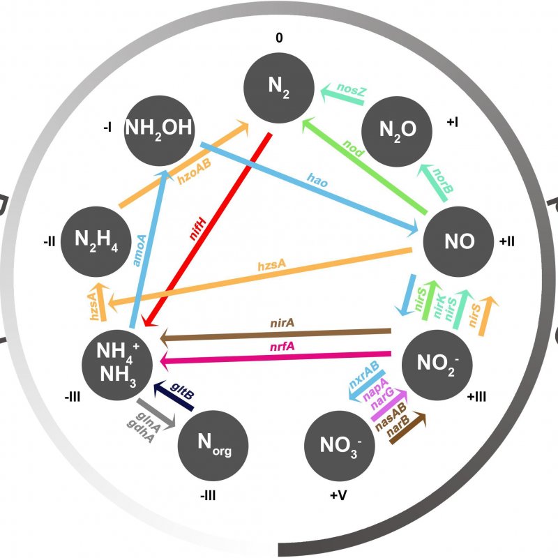 Nitrogen Cycle