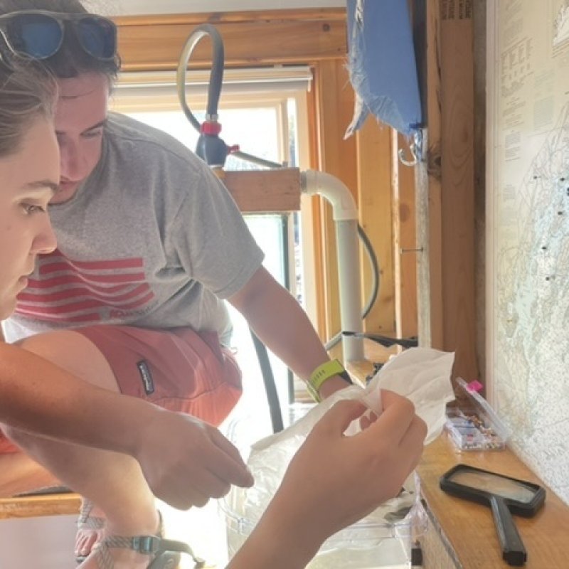 Day 1: 750K eyed larvea